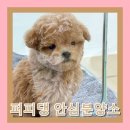 신원동물메디컬센터 | 서산시말티푸분양 신뢰할 펫샵