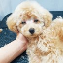 핑크펫샵 이미지