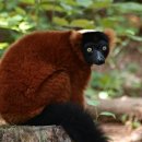 붉은목도리여우원숭이 [Red ruffed lemur (Varecia rubra)] 이미지
