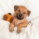 강아지꿈 이미지