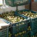 호두나무 이미지