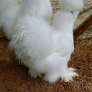 천안오골계농장 | 🐣서울에서 폴리쉬 , 실키 유정란 구입하신 분께서 후기 보내주셨습니다🐣