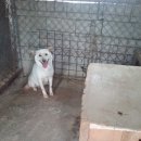 고봉이네 이미지