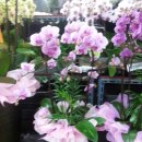 새명약국 이미지