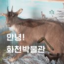 용암리선사유적 | 화천 가볼만한곳 화천박물관 아이와 여행 디테일 가득한 후기