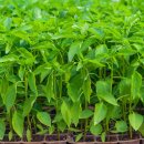 풍각농약사 이미지