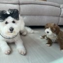 아루보리 이미지