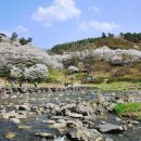 4월6일(토) 진천 농다리 벚꽃길 ~ 이미지
