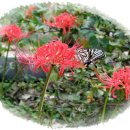 일부2리 이미지