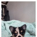 미앤유펫 강아지 고양이 원주점 이미지