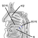 하품할 때 트림 소리 나는 이유 이미지