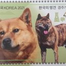 우정진도개 이미지