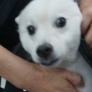 강아지 마법사 골드맘 이미지