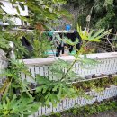 울릉벚꽃 이미지