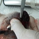 밀양동물약국 이미지