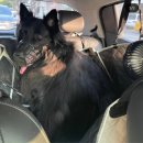 코땅 펫택시 이미지