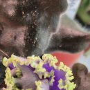 베니스PC 이미지