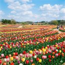 호수공원8 호수소풍숲, 푸른들판 사이 | 다채로운 색감으로 봄의 절정을 알리는 튤립 명소 가이드