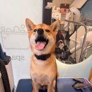 개르띠에 이미지