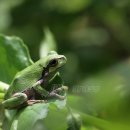 청개구리 이미지