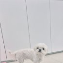 보들하이 이미지