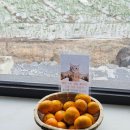 신영로 | [숙소/제주] 제주도 모슬여휘 203호 내돈내산 후기 조식 연박