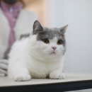 묘신사 그루밍 이미지