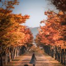 마로니에길 이미지