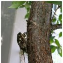 산새소리물소리 이미지