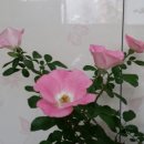 구름속 보름달 이미지