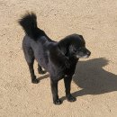 개들의왕국 이미지