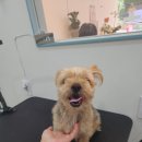 복실애견 네이버블로그