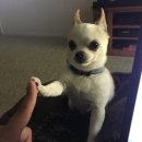 쿠마쿠마 이미지