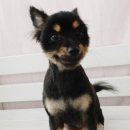 소답동237 이미지