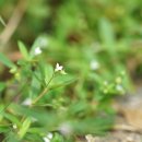 산방백운풀 Oldenlandia corymbosa L. 이미지