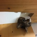 쪼코의옷장 이미지