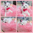 슈슈펫살롱 | 신대방 애견미용 단골집 후기 (사랑이의 변천사)