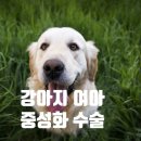 강아지내담