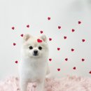 꼬맹이그루밍 이미지