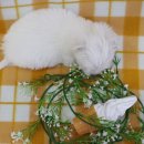 품안농장 이미지