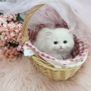 내품안의반려견 은평점 | 은평애견분양 내품안의반려견