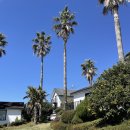 팜트리 빌리지 | 제주 감성 숙소 팜트리 빌리지 독채펜션 내 돈 내산 찐 후기!