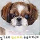 운정24시동물의료센터 이미지