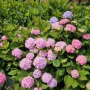 송림공원 내 이미지