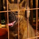 진도개영농조합 이미지