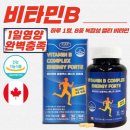 에버그린 이미지