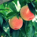 주도리 농장 이미지