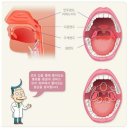 ﻿ Structure of Nose(코의 구조) ﻿ 이미지