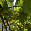 다온축산도소매센터 | 포도따러 홍성여행온 여자3명 여행기!(슬로우잇다운/해피팜스토리/램파트호텔/다온축산)