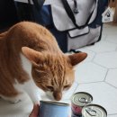 그레이비시2